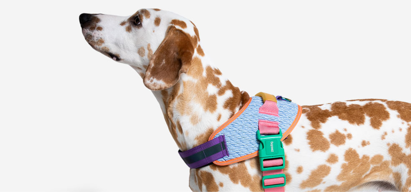 Zee Dog testimonial